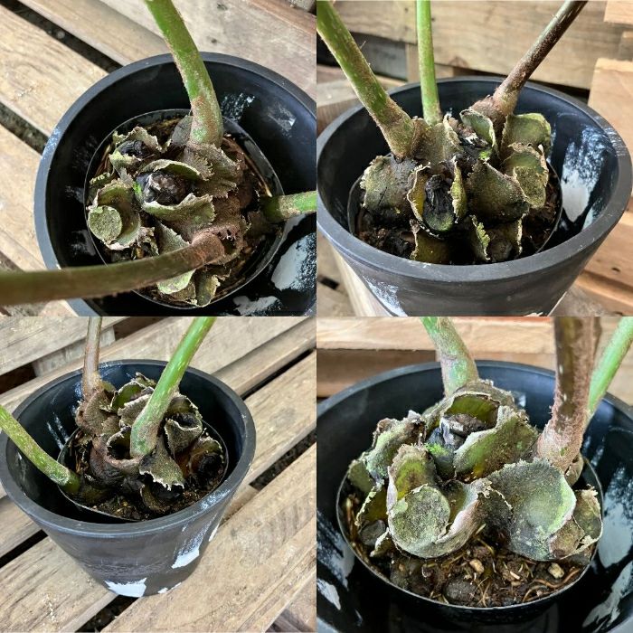 観葉植物現品販売