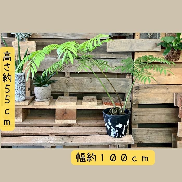 観葉植物現品販売