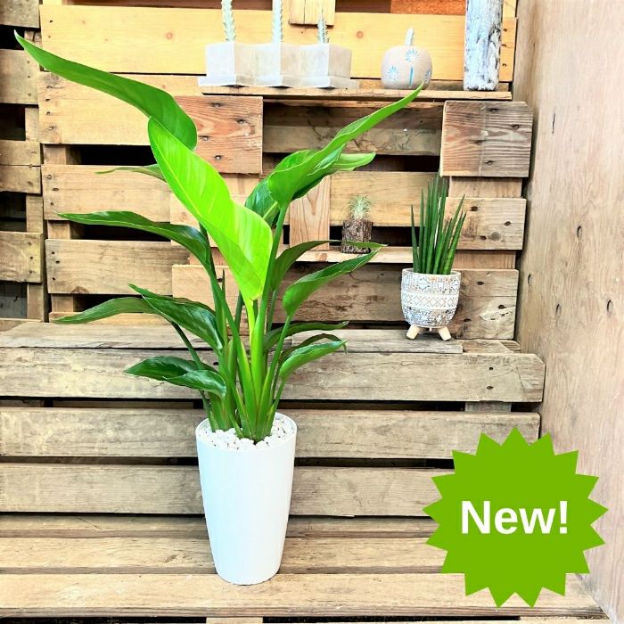 観葉植物現品販売