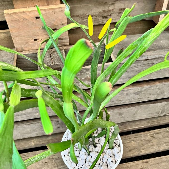 観葉植物現品販売