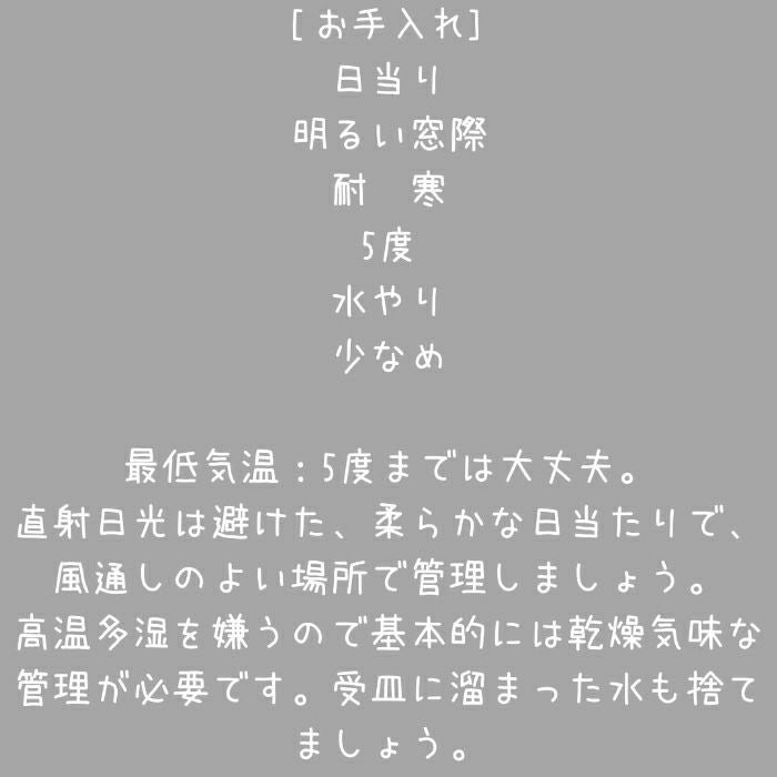 観葉植物現品販売