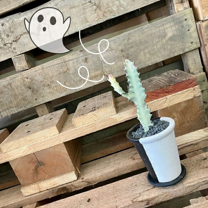 観葉植物現品販売