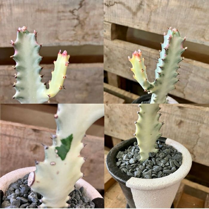 観葉植物現品販売