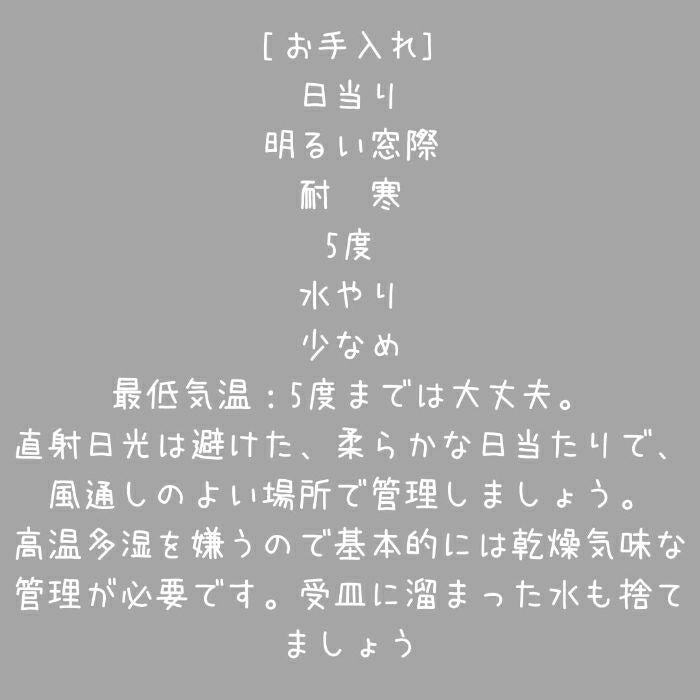 観葉植物現品販売