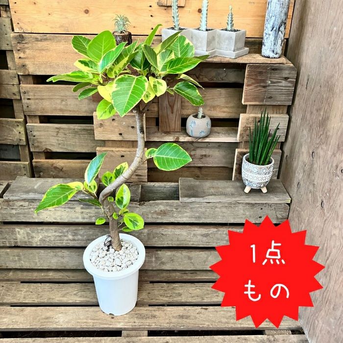 観葉植物現品販売