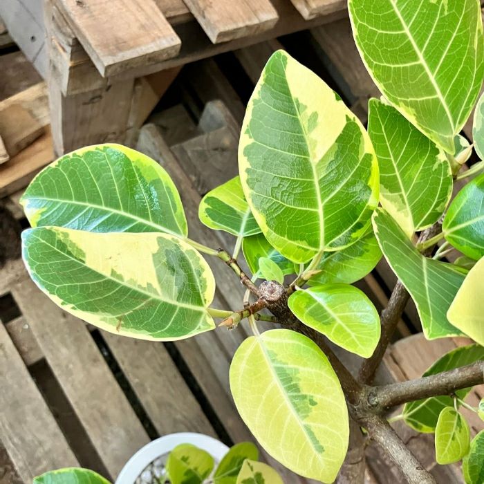 観葉植物現品販売