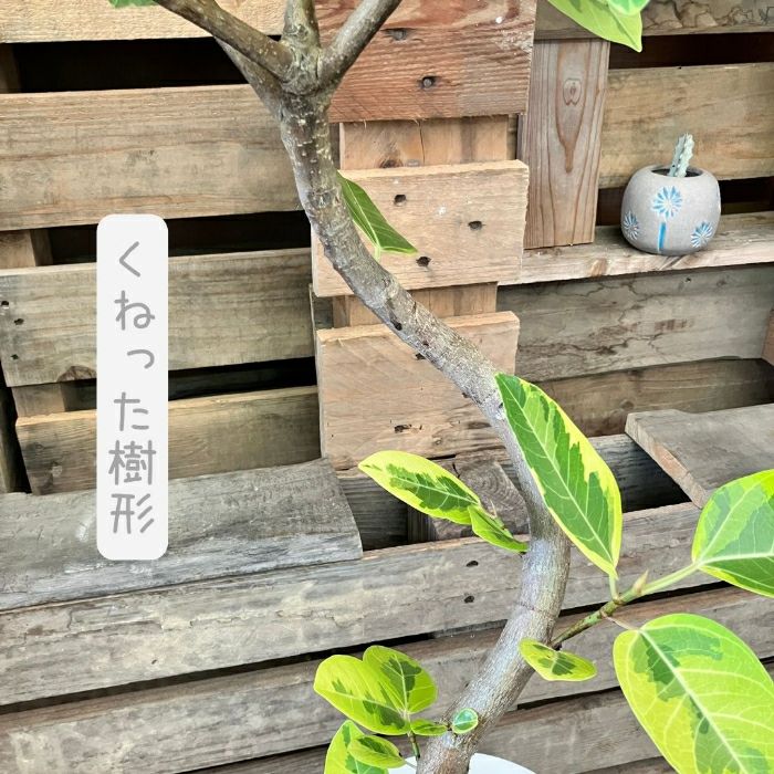 観葉植物現品販売