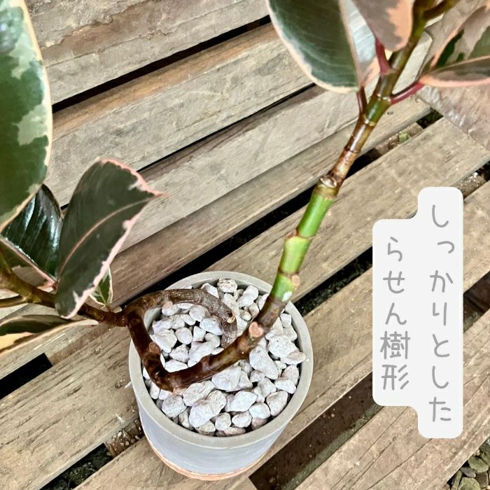 観葉植物現品販売