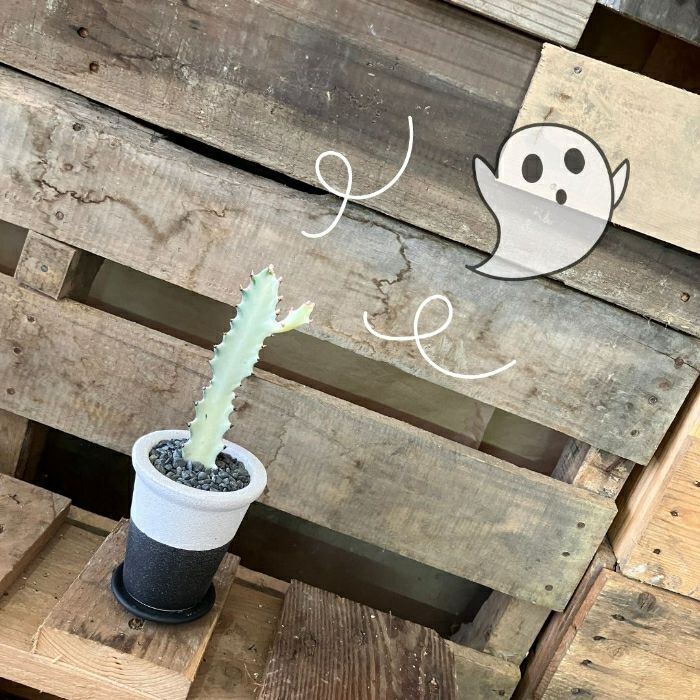 観葉植物現品販売