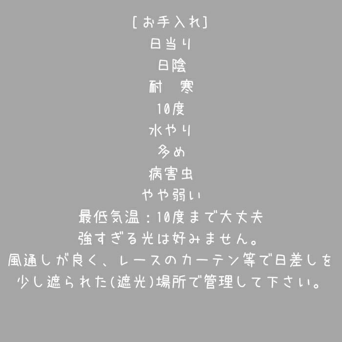 観葉植物現品販売