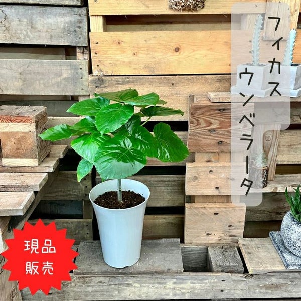 観葉植物 現品 ウンベラータ 【アウトレット】
