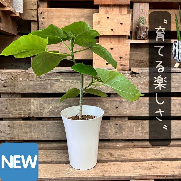観葉植物現品販売