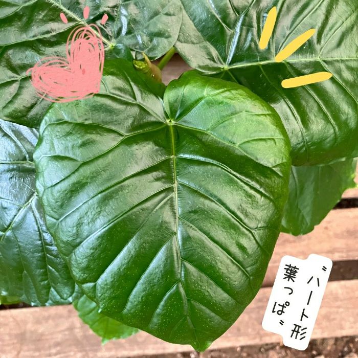 観葉植物現品販売