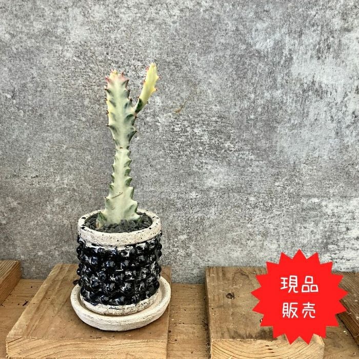 観葉植物現品販売