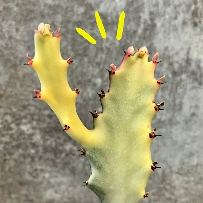 観葉植物現品販売