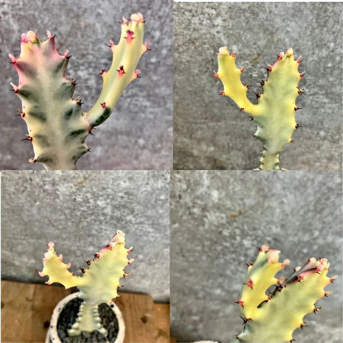 観葉植物現品販売