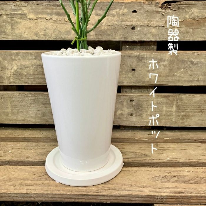 観葉植物現品販売