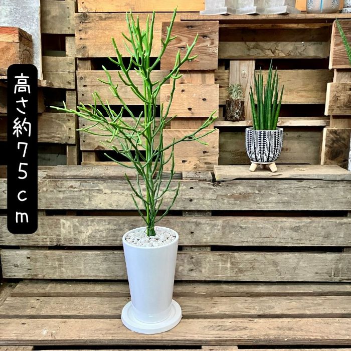 観葉植物現品販売