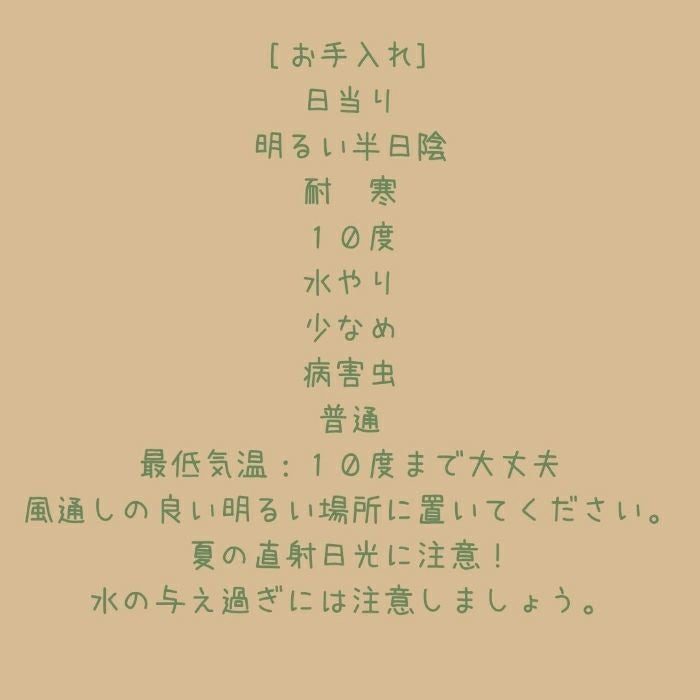 観葉植物現品販売