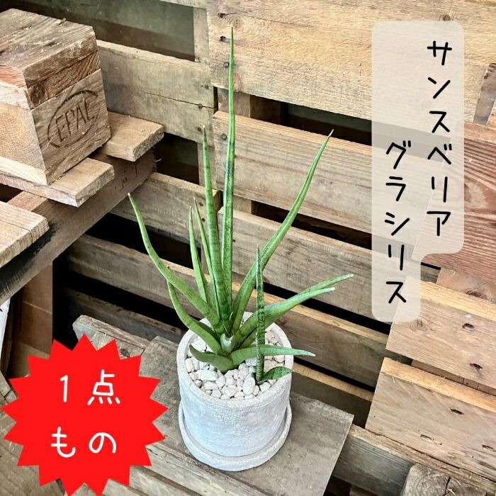 観葉植物 【1点もの】 現品販売 サンセベリア グラシリス