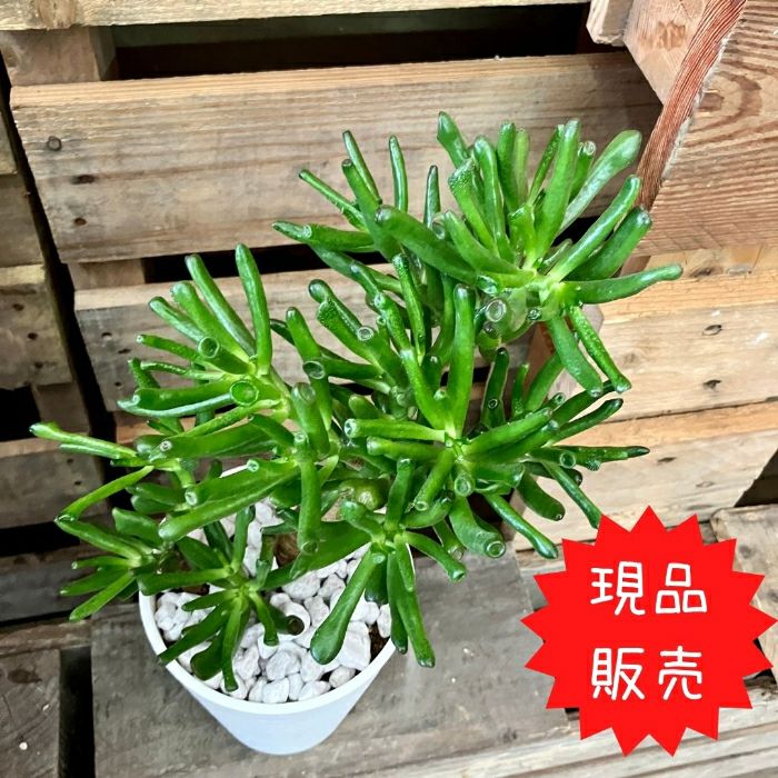 観葉植物現品販売