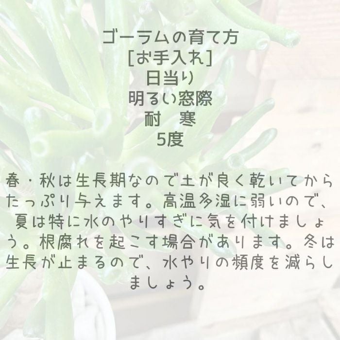 観葉植物現品販売