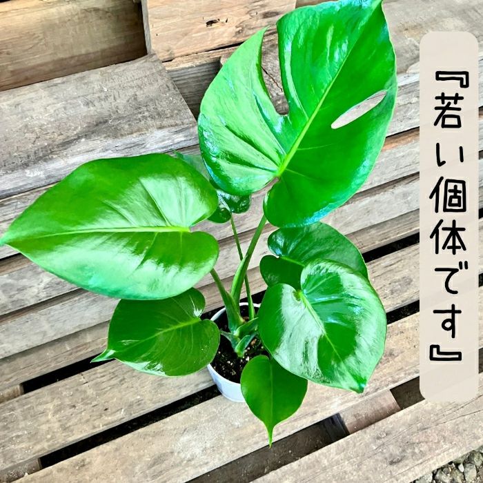 観葉植物現品販売