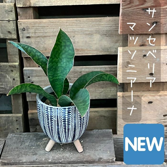 観葉植物 現品 【新品】 希少 サンセベリア マッソニアーナ
