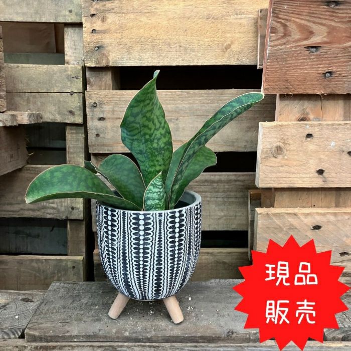 観葉植物現品販売