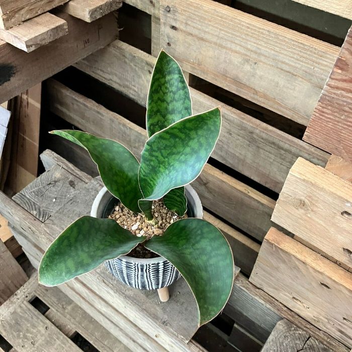 観葉植物現品販売