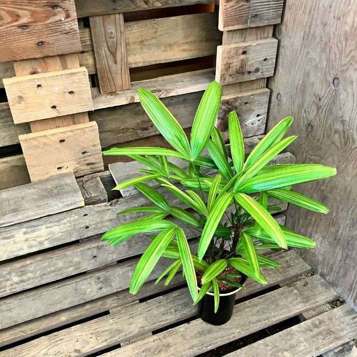 観葉植物現品販売