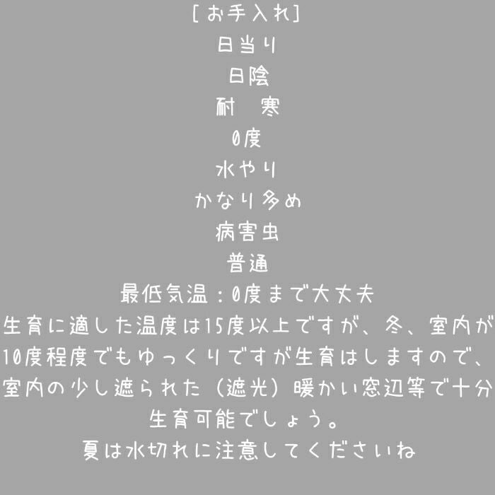 観葉植物現品販売