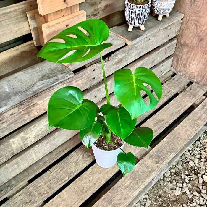 観葉植物現品販売