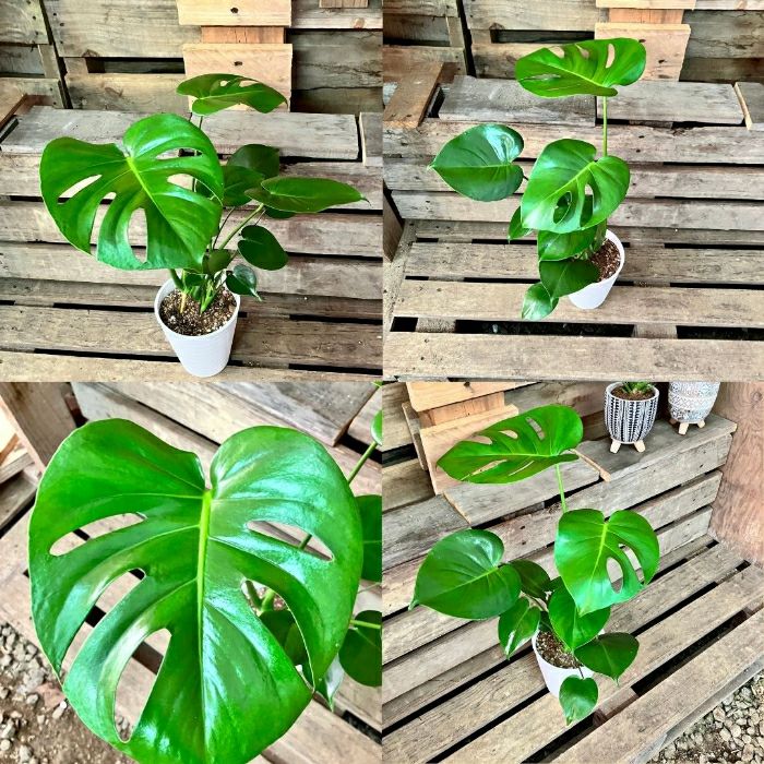 観葉植物現品販売