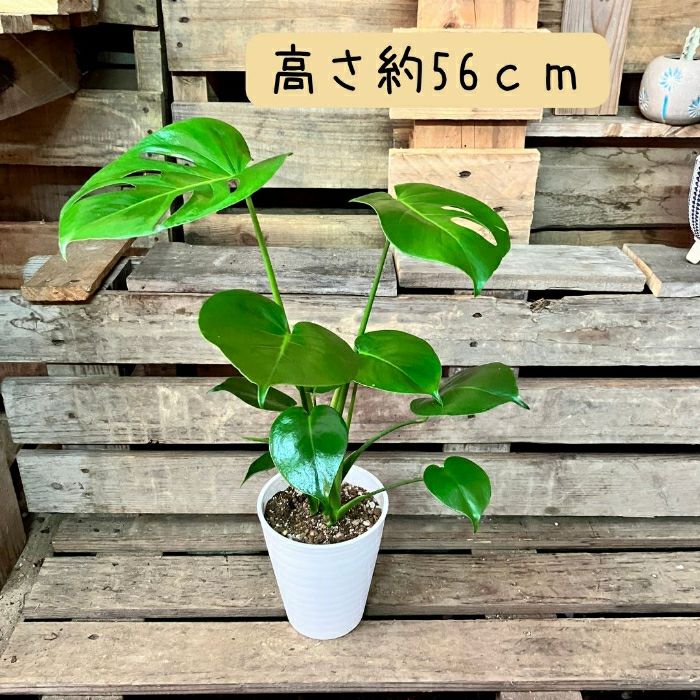 観葉植物現品販売