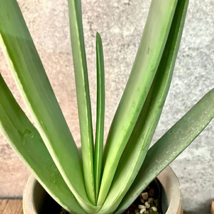 観葉植物現品販売