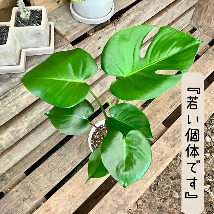 観葉植物現品販売