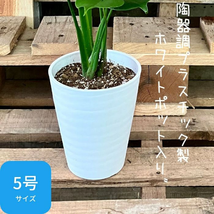 観葉植物現品販売