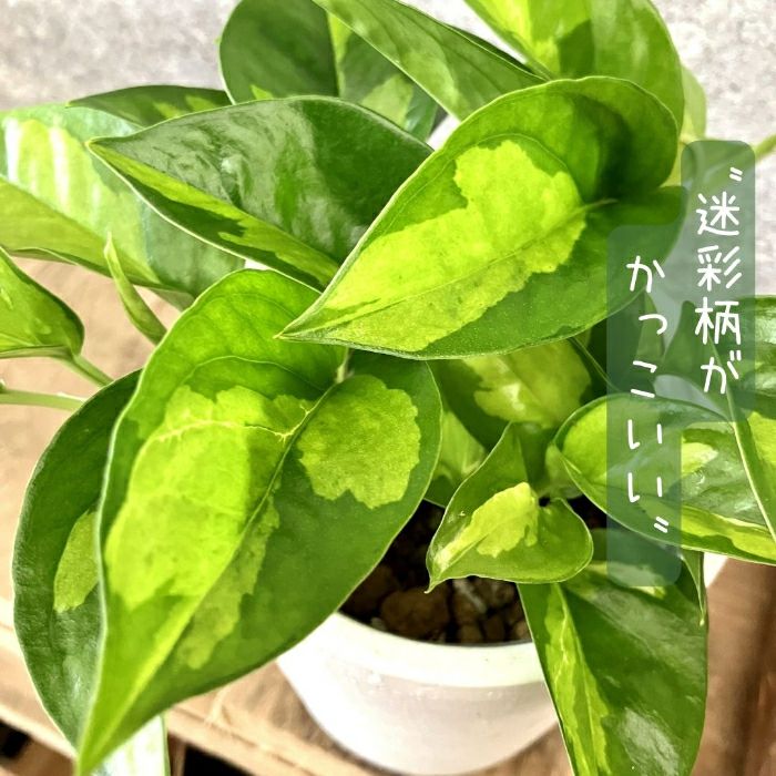 観葉植物現品販売