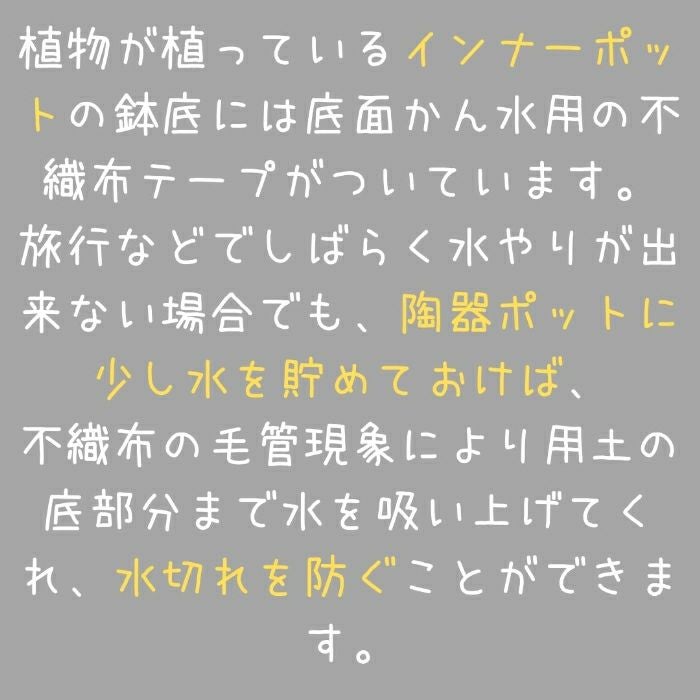 観葉植物現品販売