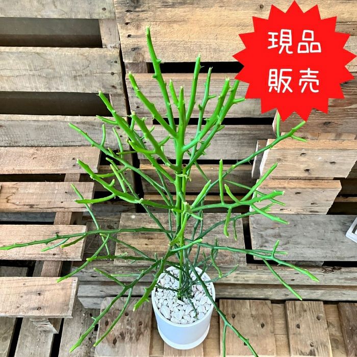 観葉植物現品販売