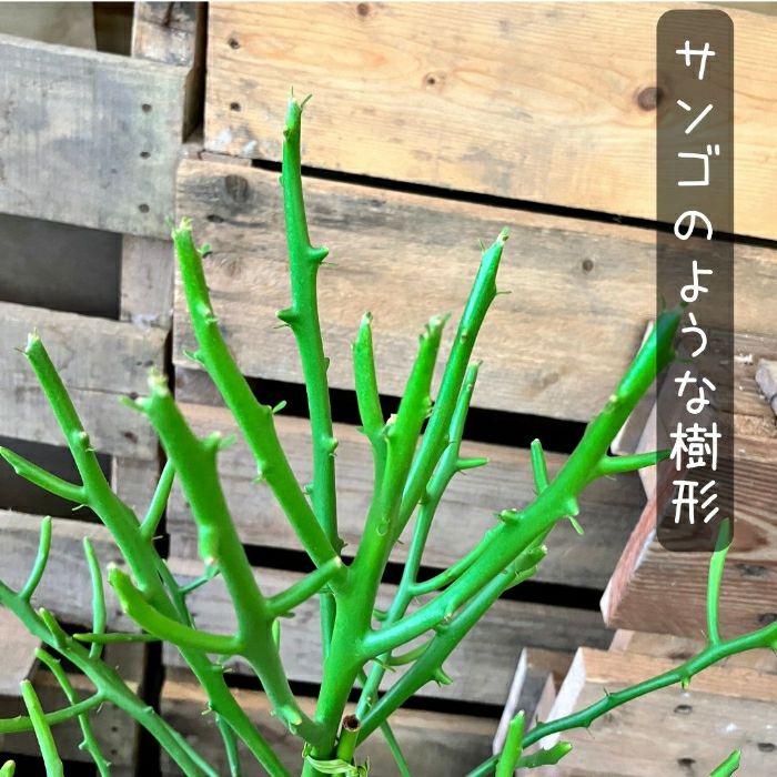 観葉植物現品販売