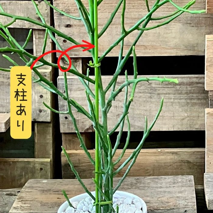 観葉植物現品販売