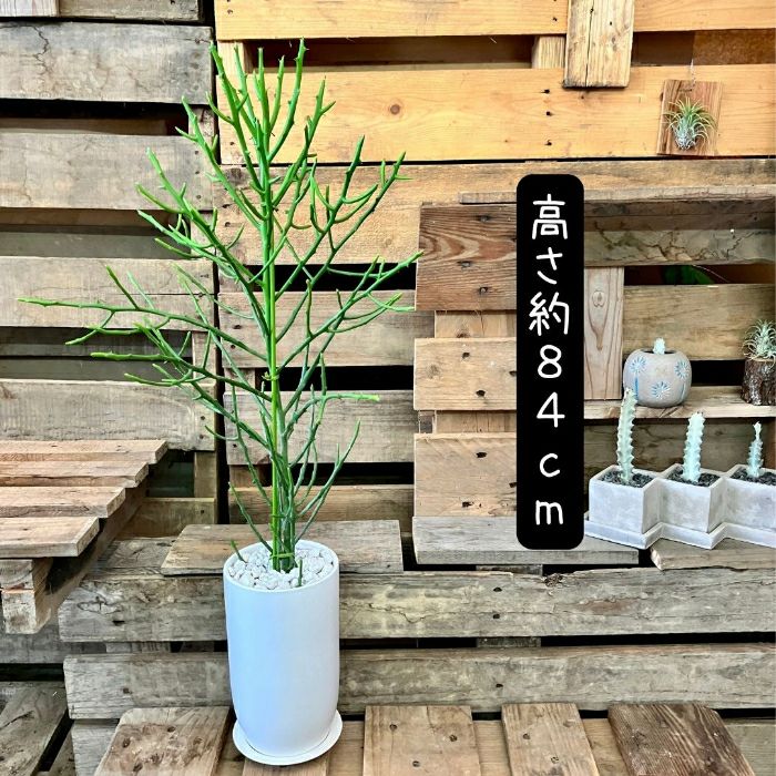 観葉植物現品販売