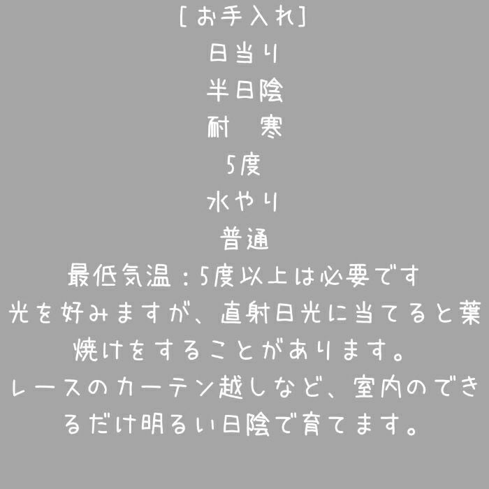 観葉植物現品販売