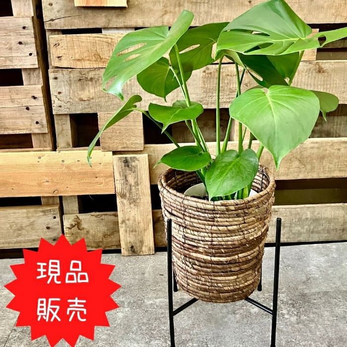 観葉植物現品販売