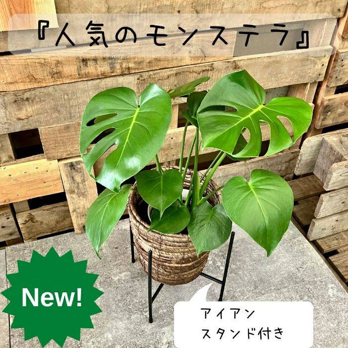 観葉植物現品販売