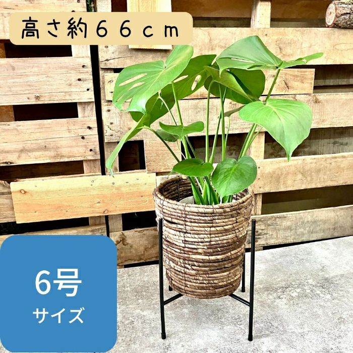 観葉植物現品販売