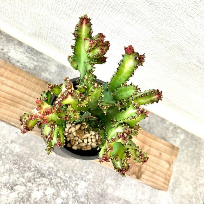 観葉植物現品販売