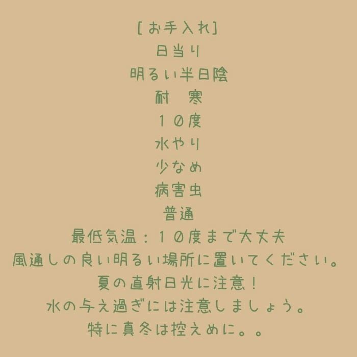 観葉植物現品販売